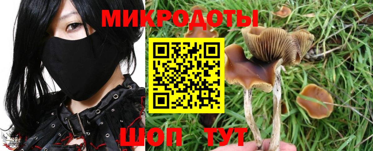 Псилоцибиновые грибы Psilocybine cubensis Нефтекумск